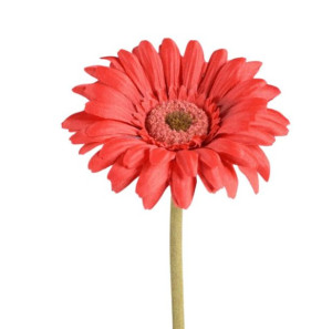 Gerbera stokrotka margaretka czerwona 55 cm kwiat 9 cm kwiaty do wazonu