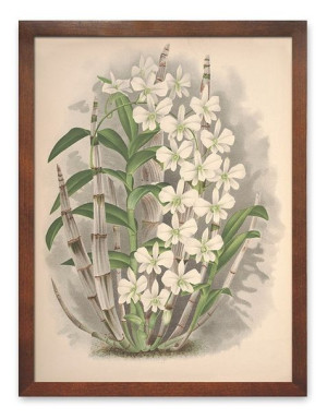  Obraz z roślinami 33x43cm