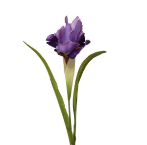 Irys irysy wiosenne kwiaty kosaciec fioletowy 60 cm kwiaty do wazonu