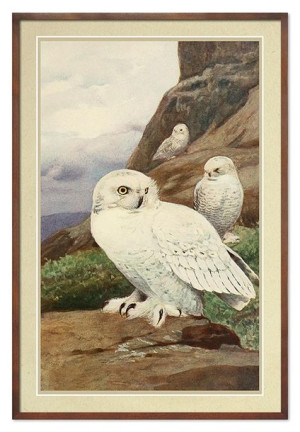  Obraz do wnętrz w stylu Wild Nature 63x93cm