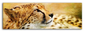  Obraz do wnętrz w stylu Wild Nature 150x50 cm