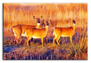  Obraz do wnętrz w stylu Wild Nature 60x90 cm