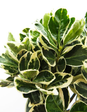 Trzmielina japońska Euonymus japonicus Marieke na pniu
