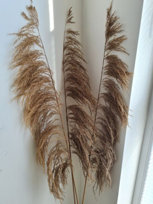 Trawa Pampasowa Boho naturalna, suszona,1 sztuka