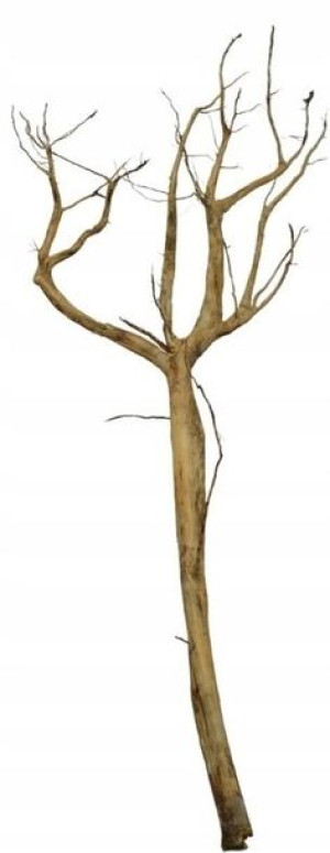 Korzeń Red Moor Tree DO AKWARIUM 80x30x15cm .1180
