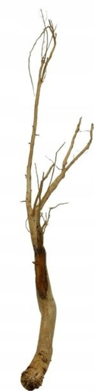 Korzeń Red Moor Tree DO AKWARIUM 105x30x15cm.1200