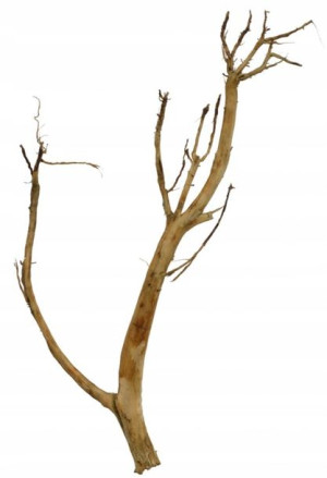 Korzeń Red Moor Tree DO AKWARIUM 40x20x5cm .1115