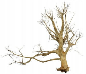 Korzeń Red Moor Tree DO AKWARIUM 100x95x40cm .1139