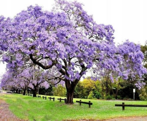 Paulownia Shan Tong cesarskie drzewo szczęścia C2