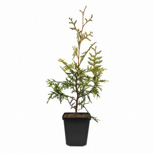 Tuja BRABANT 30-40 cm, sadzonki na żywopłot