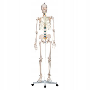 Model Anatomiczny Szkielet Człowieka Ludzki 180 Cm