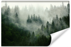 Fototapeta LAS WE MGLE Drzewa Góry 3D NA WYMIAR