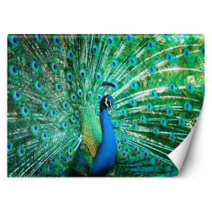 FOTOTAPETA Ptaki Paw Pióra Kolorowy 150x105