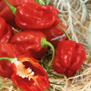 Papryka czerwona 'Habanero'  - Kiepenkerl
