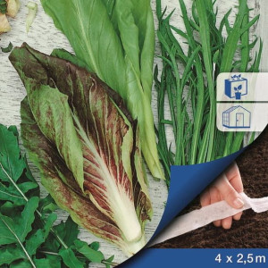 Mix Sałat – Na Taśmie – Kiepenkerl