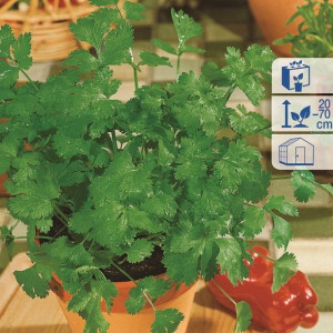 Kolendra 'Caribe' – Aromatyczna – Kiepenkerl