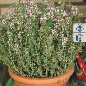 Tymianek – Wieloletni – Kiepenkerl