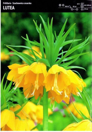 Szachownica Cesarska 'Lutea' – 1 szt.