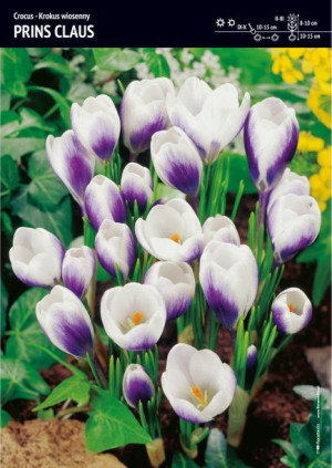 Krokus 'Prins Claus' – 30 szt.