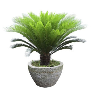 Palma sagowiec cykas Cycas Revoluta