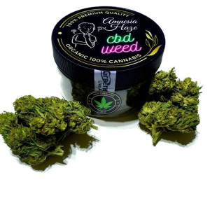 Amnesia Haze Susz Konopny 20G CBD CBG Mocny Topy