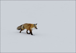 A red fox prowls for voles, hidden beneath the sno