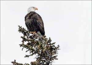 A young bald eagle, Carol Highsmith - plakat 60x40