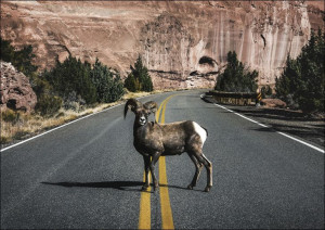 A bighorn sheep, Carol Highsmith - plakat 100x70 c