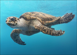 A turtle glides through the water at the Texas Sta