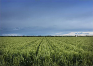A lush field beneath threatening skies in rural Ot