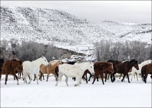 A mixed herd of wild and domesticated horses froli