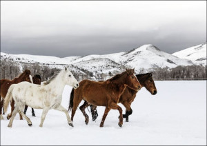 A mixed herd of wild and domesticated horses froli