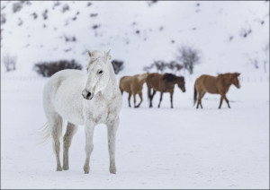 A mixed herd of wild and domesticated horses froli