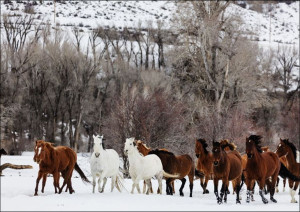A mixed herd of wild and domesticated horses froli