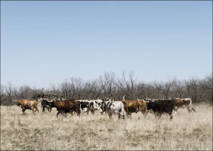 A herd of longhorn cattle grazing near the Fort Gr