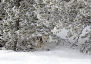 A coyote blends into its surroundings in mid-winte