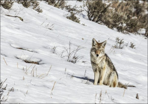 A lone and lean coyote, Carol Highsmith - plakat 4
