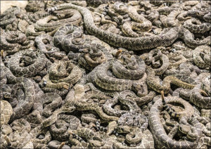 A literal pit of vipers at the "World’s Largest Ra