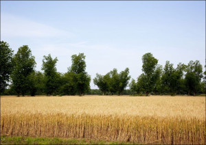 A wheat field in Atmore, Alabama, Carol Highsmith