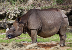 A rhino at The Montgomery Zoo, Oak Park, Carol Hig