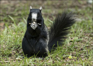 A squirrel at the Lowcountry Trail, Carol Highsmit