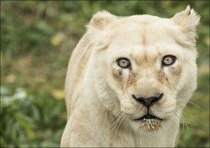 A lioness, one of the prized animals at the Cincin