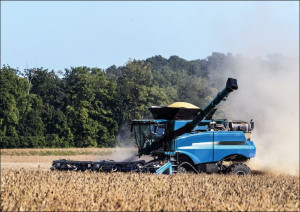 A harvester kicks up dust in a cornfield near Brid
