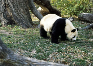 A giant panda, the star attraction at the Smithson