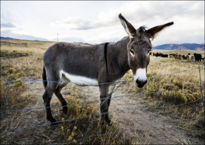 A burro stands in what is otherwise a field of cat