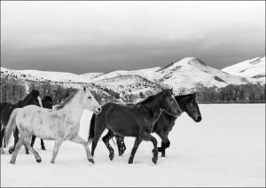 A mixed herd of wild and domesticated horses froli
