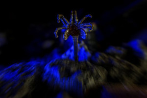 Alien - Facehugger - twarzołap - plakat 91,5x61 cm
