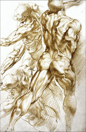 Anatomical Studies, Rubens - plakat 60x80 cm