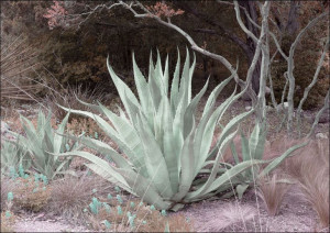 Aloe from the Lady Bird Johnson Wildflower Center,