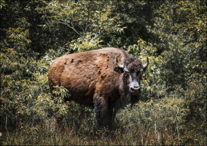 American bison, or buffaloes, in Yellowstone Natio